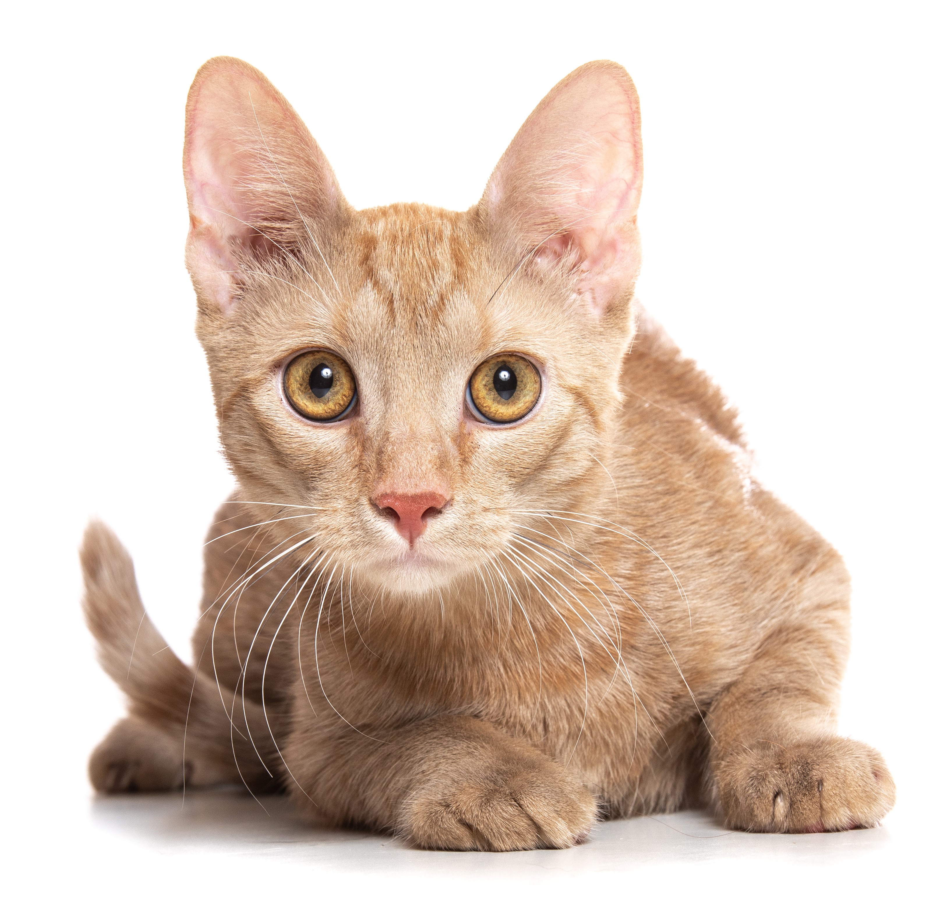 Élethang Alapítvány